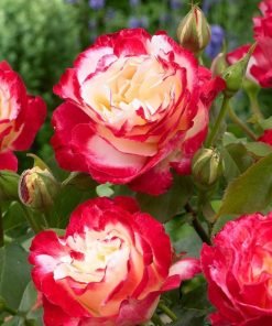 Cây hoa hồng Double Delight có nụ sẵn tùy đợt giao hàng