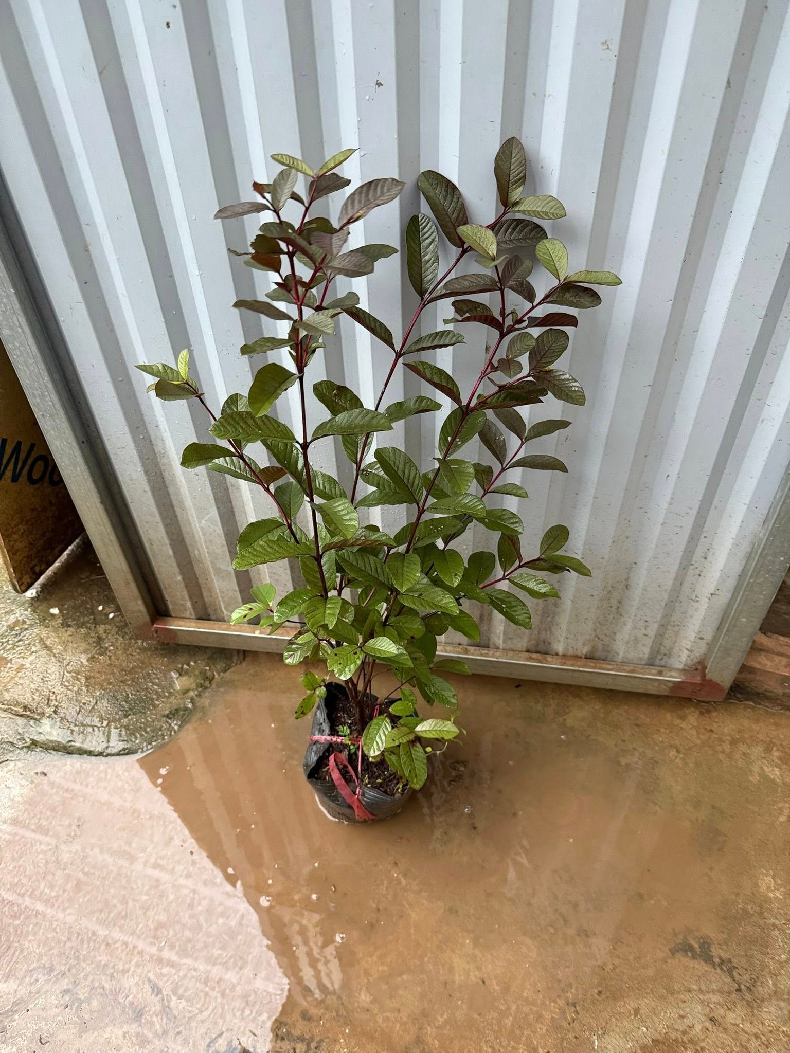 Cây Ổi Tím Malaysia đang đậu quả non