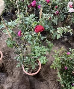 Cây Hoa Hồng Ligare 230 Rose nở rộ màu đỏ-hồng rực rỡ