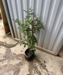 Hoa Hồng Peach Avalanche – giống hồng Hà Lan màu đào apricot nhẹ nhàng