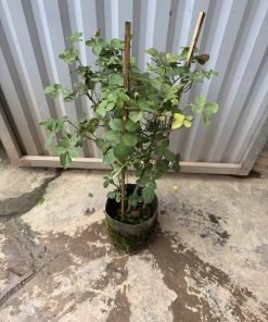 Bông hoa Pas de Deux nhiều cánh, form xoắn tròn chuẩn cup