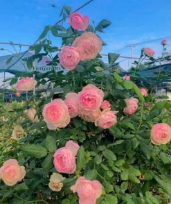 Lá cây Strawberry Macaron xanh đậm, tán khỏe, ít bệnh