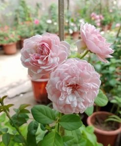 St Ethelburga Rose màu hồng nhạt, form hoa tròn đầy, cánh xếp khít.