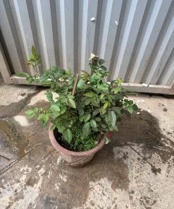 Lá hồng Ngọc Lung Linh xanh bóng, khỏe, ít sâu bệnh