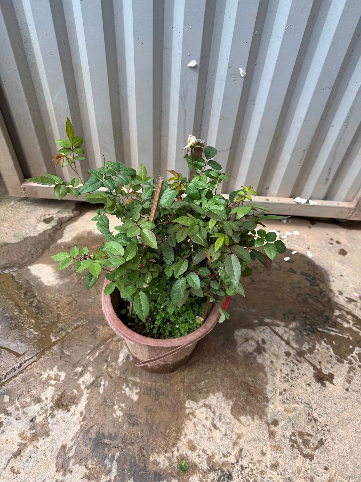 Lá hồng Ngọc Lung Linh xanh bóng, khỏe, ít sâu bệnh