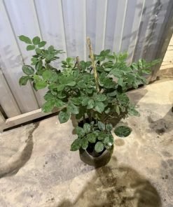 Cây hoa hồng Double Delight tại vườn, lá xanh khỏe