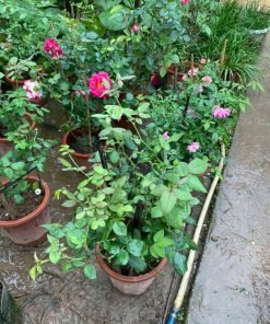 Cây hoa hồng Strawberry Macaron có nụ sẵn tùy đợt