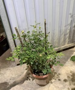 Hoa hồng Jubilee Celebration dưới nắng, màu hồng cam ánh vàng rực rỡ