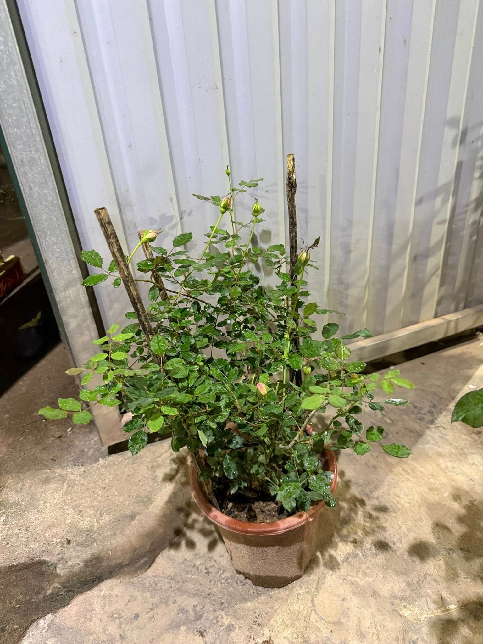 Hoa hồng Jubilee Celebration dưới nắng, màu hồng cam ánh vàng rực rỡ