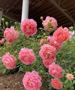 Lá cây Jubilee Celebration xanh đậm, bóng khỏe, ít bệnh