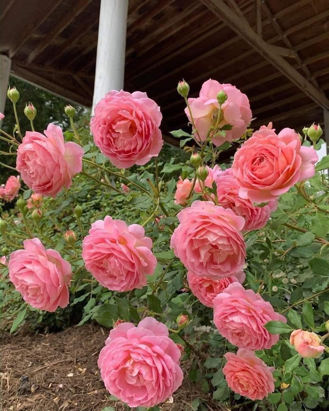 Lá cây Jubilee Celebration xanh đậm, bóng khỏe, ít bệnh