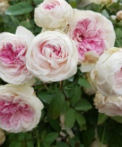 Cây hoa hồng Ngọc Lung Linh trồng chậu tán đều đẹp