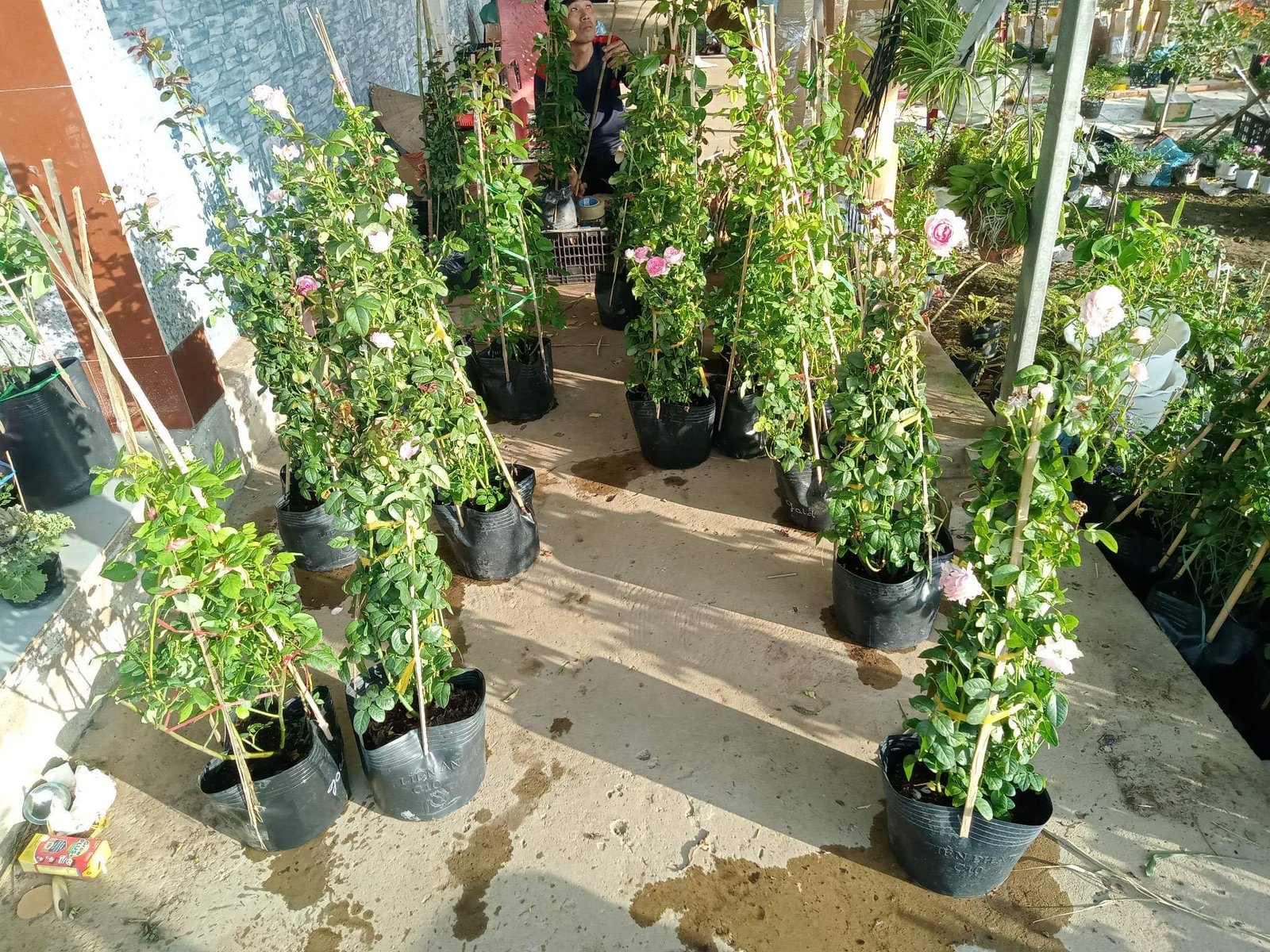 Hoa Hồng Mon Coeur Nhật Bản – Giống Hồng Hồng Kẹo Ngọt Siêu Sai Hoa - Ảnh 4