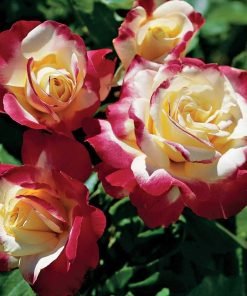 Bộ ảnh nhiều góc của hoa hồng Double Delight, màu đỏ trắng đặc trưng