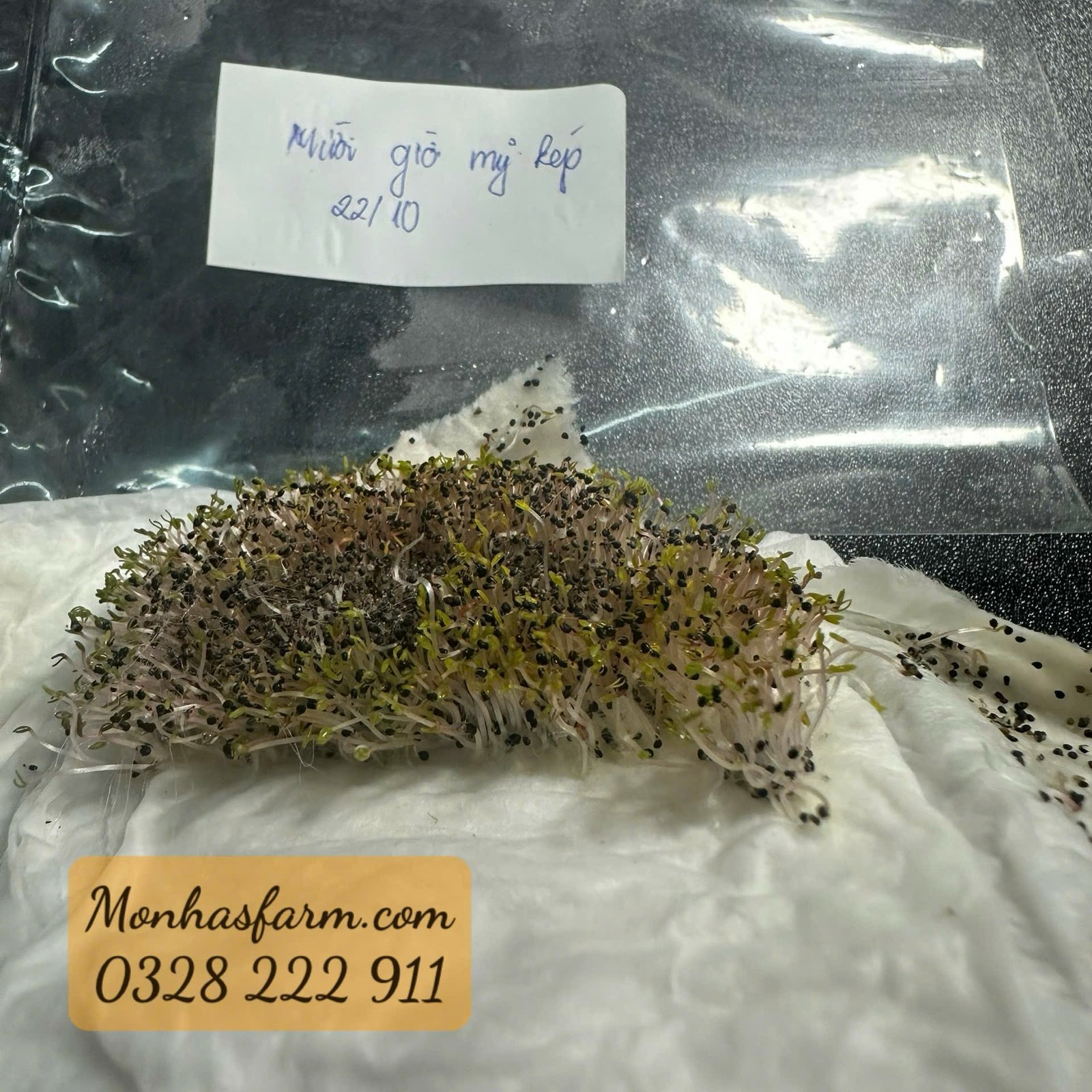 Set 1.000 Hạt Giống Hoa Dễ Trồng – Mix 15 Loại Rực Rỡ - Ảnh 19