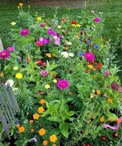 Set 1.000 Hạt Giống Hoa Dễ Trồng – Mix 15 Loại Rực Rỡ