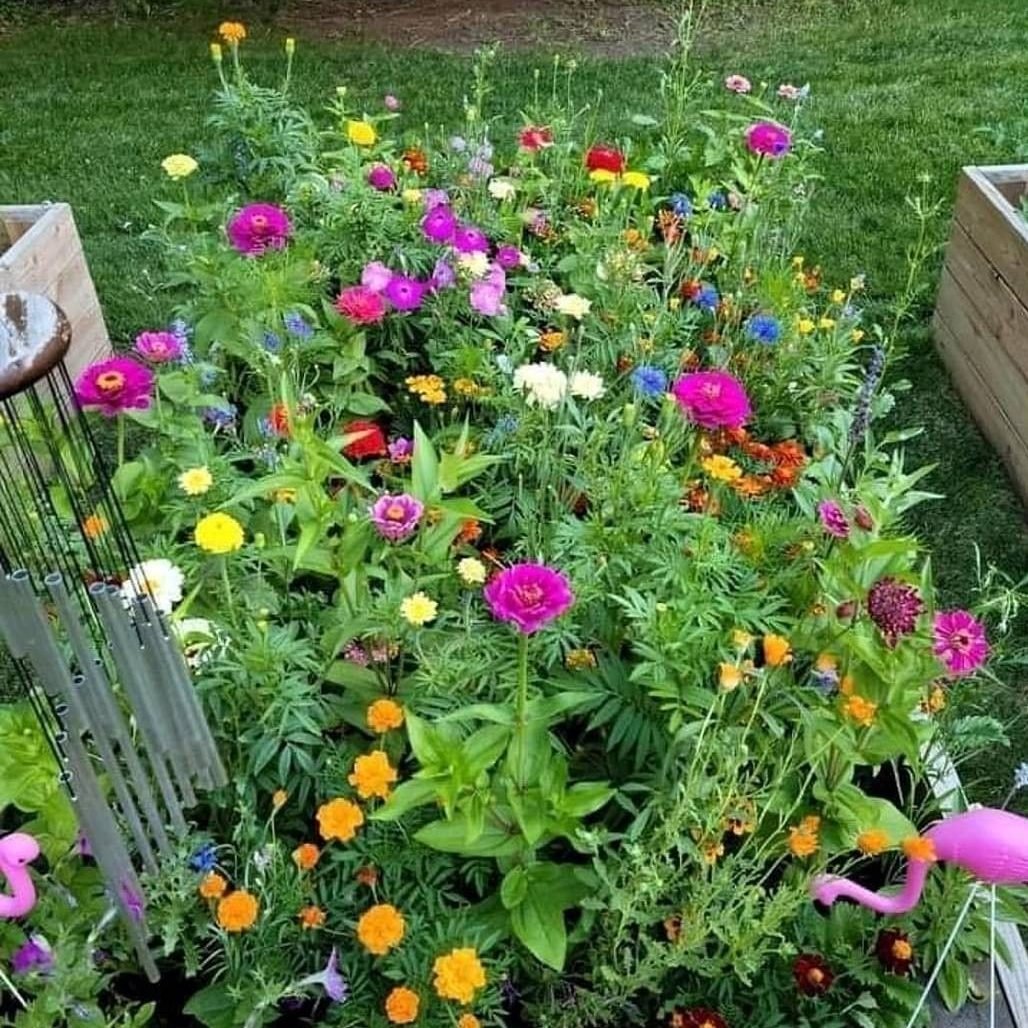 Set 1.000 Hạt Giống Hoa Dễ Trồng – Mix 15 Loại Rực Rỡ