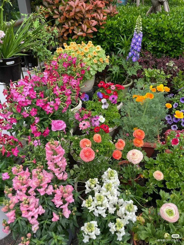 Set 1.000 Hạt Giống Hoa Dễ Trồng – Mix 15 Loại Rực Rỡ - Ảnh 11