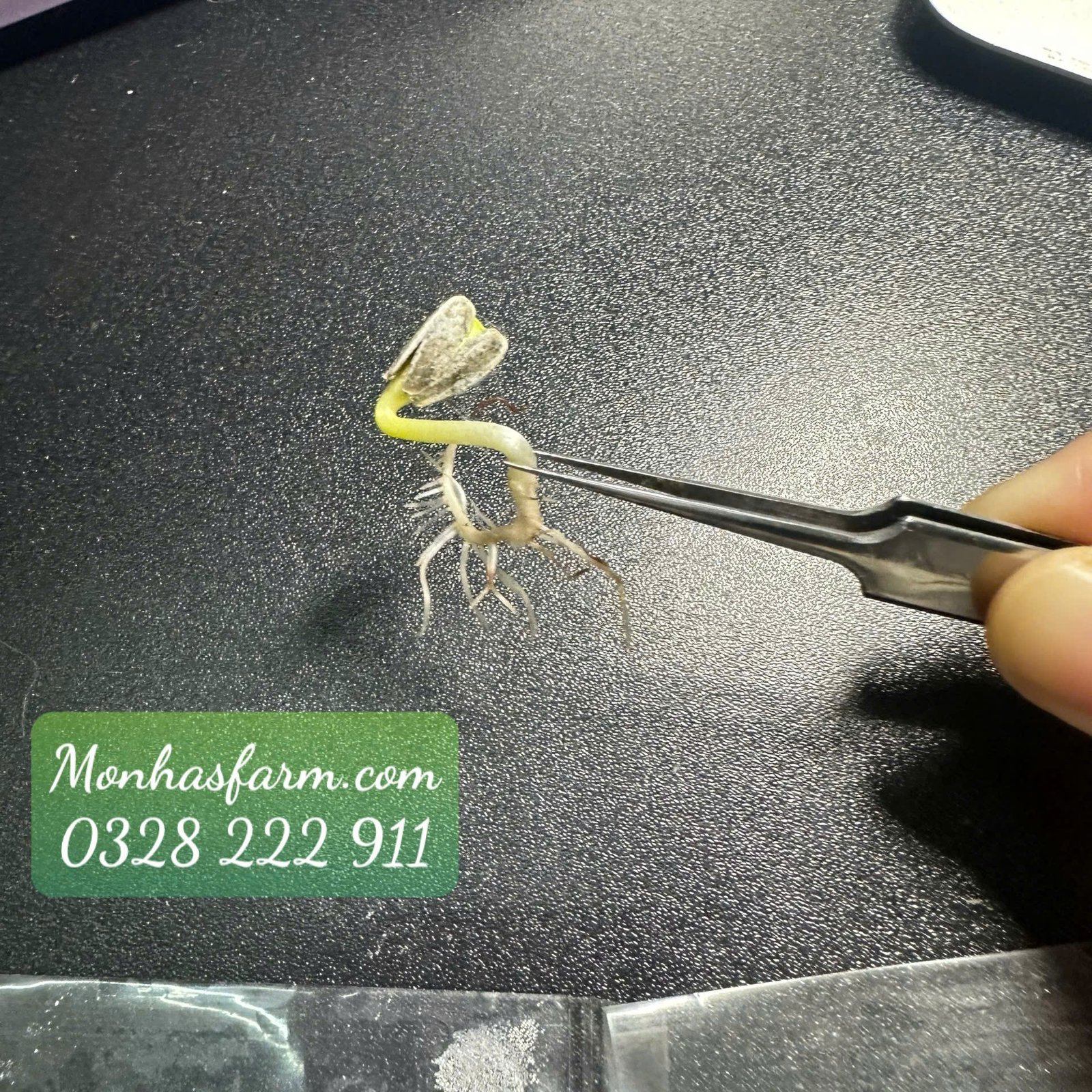 Set 1.000 Hạt Giống Hoa Dễ Trồng – Mix 15 Loại Rực Rỡ - Ảnh 17