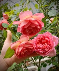 Cây giống hoa hồng Jubilee Celebration tại vườn MonHasFarm