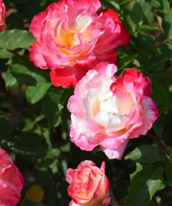 Hoa hồng Double Delight nở bung nhiều lớp cánh xoáy