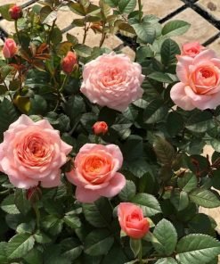 Hoa hồng London Eyes Rose – sắc cam đào ánh hồng san hô, form hoa cup cổ điển