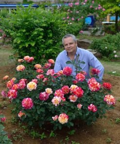 Cây hoa hồng Maurice Utrillo Rose – bụi vừa, tán gọn, ra hoa quanh năm, khỏe mạnh