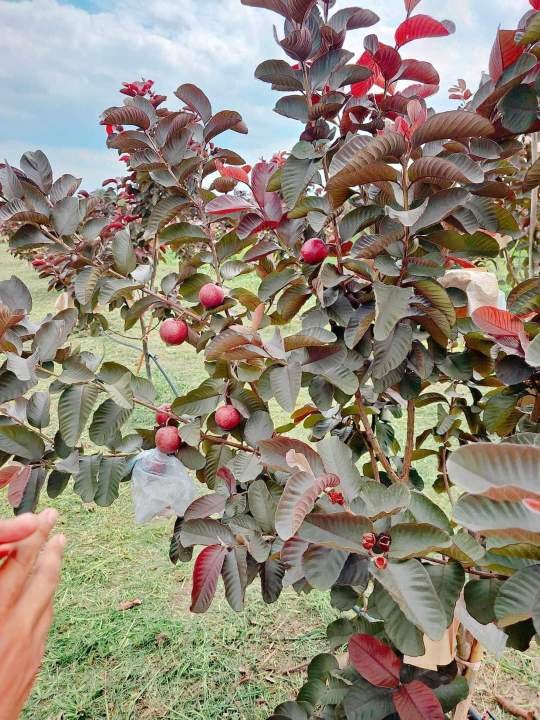 Quả Ổi Tím Malaysia chín đỏ tím giòn ngọt