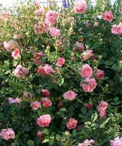 Cây hoa hồng Jubilee Celebration có nụ sẵn tùy đợt