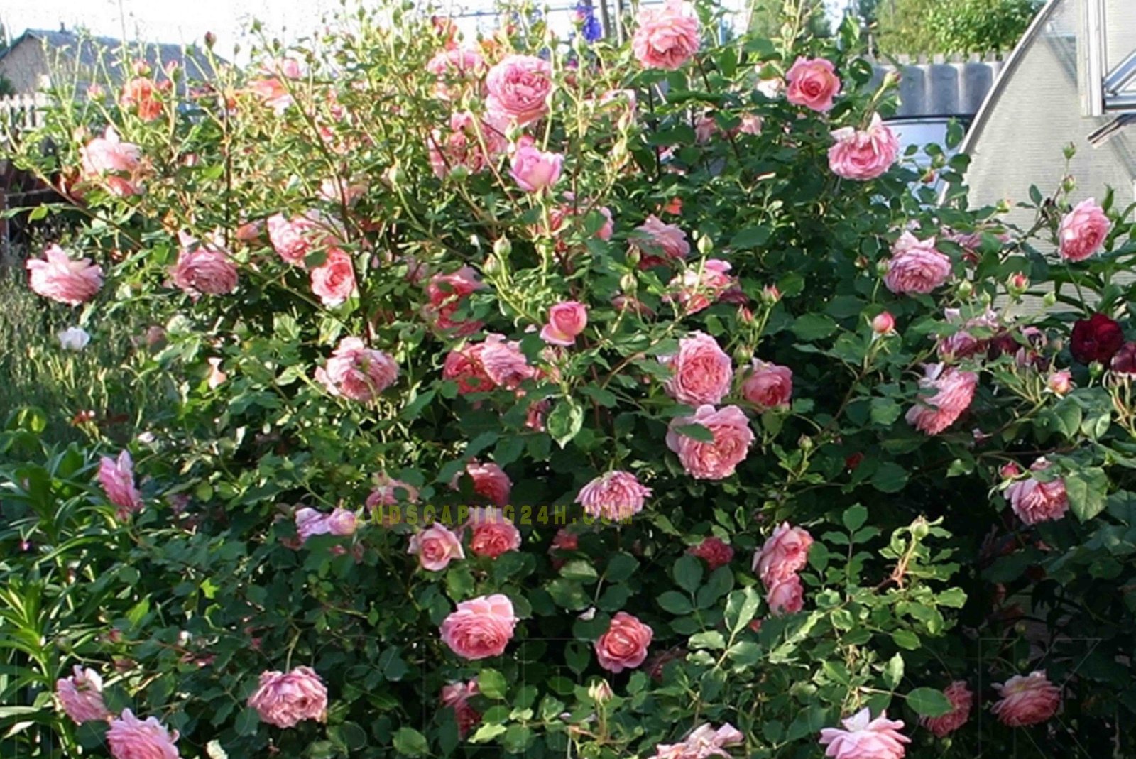 Cây hoa hồng Jubilee Celebration có nụ sẵn tùy đợt