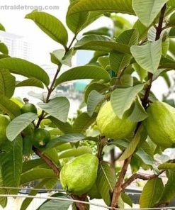 Cây Ổi Lê Đài Loan – Giống Ổi Siêu Ngọt, Trái To Giòn, Ăn Ngon Không Hạt, Dễ Trồng, Cho Quả Quanh Năm