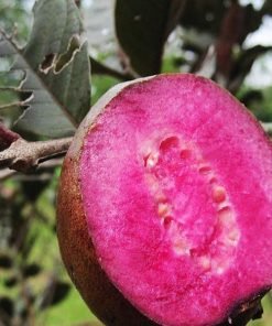 Hoa Ổi Tím Malaysia màu trắng ngà nở quanh năm