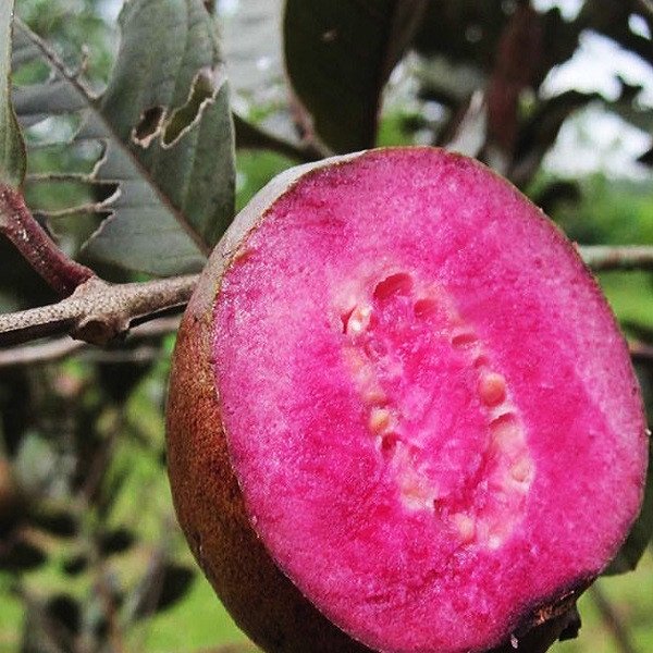 Hoa Ổi Tím Malaysia màu trắng ngà nở quanh năm