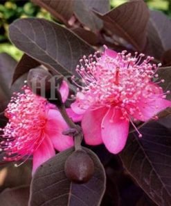 Lá non cây Ổi Tím Malaysia màu tím đỏ ánh đồng