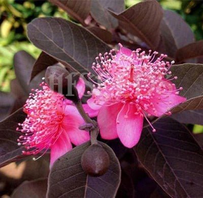 Lá non cây Ổi Tím Malaysia màu tím đỏ ánh đồng