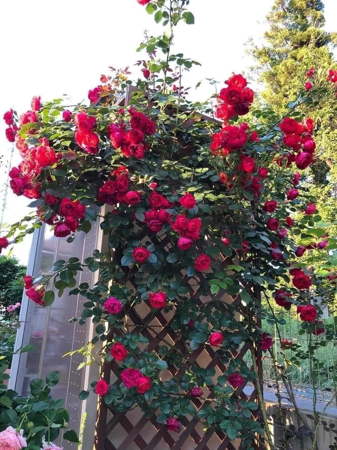 Combo Hồng Leo 5 Màu – Phủ Kín Tường Nhà Bằng Hoa – Cây Đang Nụ / Hoa Thật - Ảnh 4