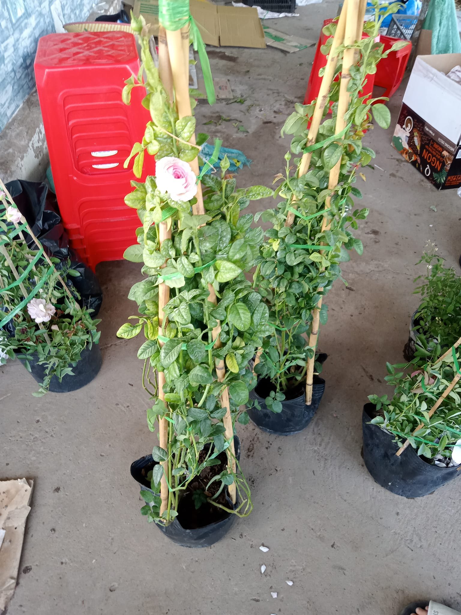 Hoa Hồng Mon Coeur Nhật Bản – Giống Hồng Hồng Kẹo Ngọt Siêu Sai Hoa - Ảnh 10