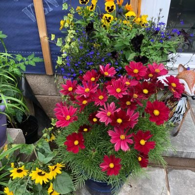 Hạt Giống Hoa Sao Nhái Đỏ – Sắc Hoa Đam Mê, Dễ Trồng, Siêng Nở Quanh Năm - Ảnh 4