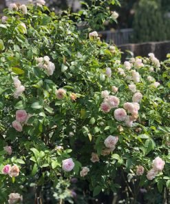 Cây hoa hồng Ngọc Lung Linh có nụ tùy đợt giao