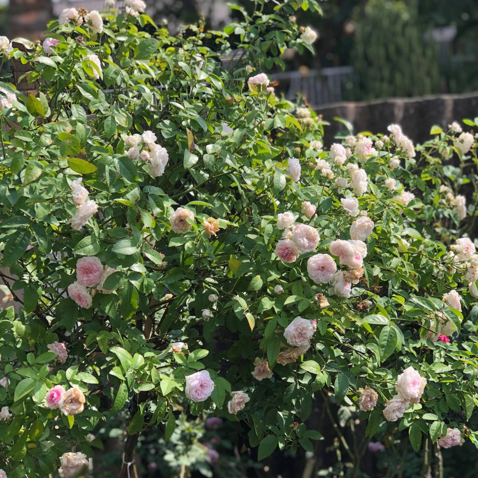 Cây hoa hồng Ngọc Lung Linh có nụ tùy đợt giao