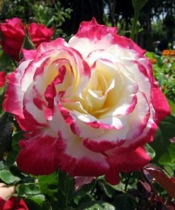 Hoa hồng Double Delight nở chùm ấn tượng, nhiều bông cùng lúc