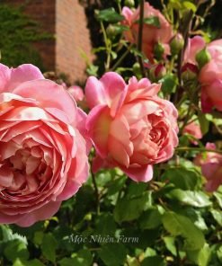 Hoa hồng Jubilee Celebration nở chùm 3–7 bông siêng hoa