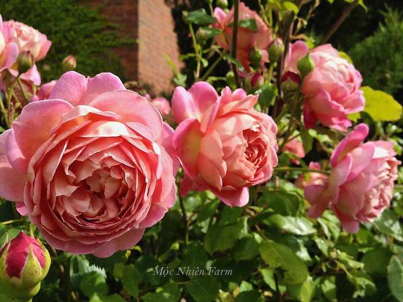 Hoa hồng Jubilee Celebration nở chùm 3–7 bông siêng hoa