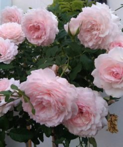 Bông hoa hồng Misaki màu hồng trắng ombre form xoáy đẹp