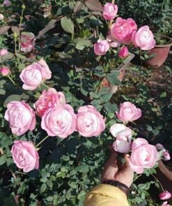 Hoa Hồng Strawberry Macaron nở thành chùm sai 5–12 bông