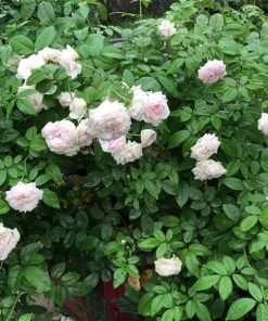 Cây hoa hồng Ngọc Lung Linh tại vườn MonHasFarm tán bụi khỏe