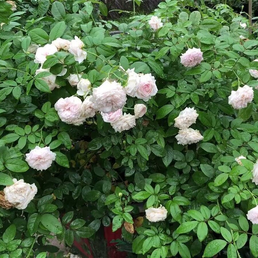 Cây hoa hồng Ngọc Lung Linh tại vườn MonHasFarm tán bụi khỏe