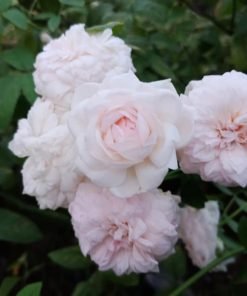 Hoa hồng Ngọc Lung Linh nở chùm 5–10 bông siêng hoa