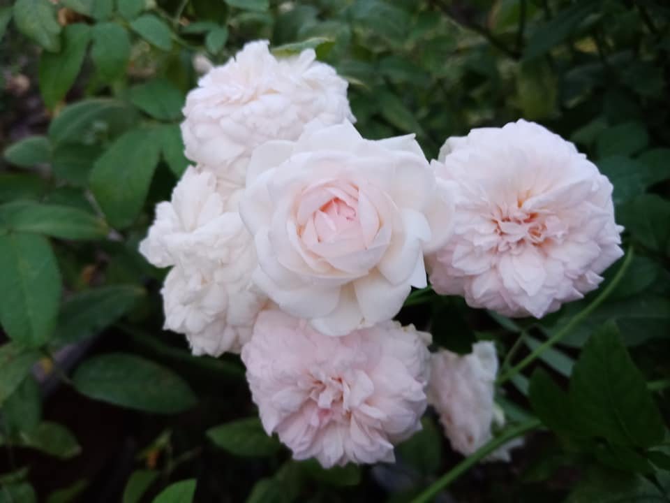 Hoa hồng Ngọc Lung Linh nở chùm 5–10 bông siêng hoa