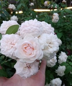 Form hoa Ngọc Lung Linh nở bung cánh kép mềm mại